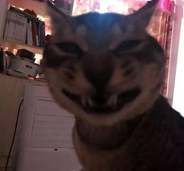 年拍|铲屎官必看!被誉为拍猫教父的他,70年拍猫历史全在这