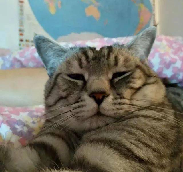 年拍|铲屎官必看!被誉为拍猫教父的他,70年拍猫历史全在这