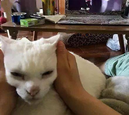 年拍|铲屎官必看!被誉为拍猫教父的他,70年拍猫历史全在这