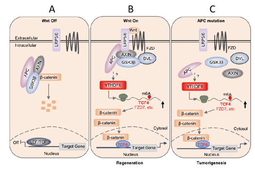 如何构建国自然框架，一篇m6A玩转经典Wnt信号通路告诉你!