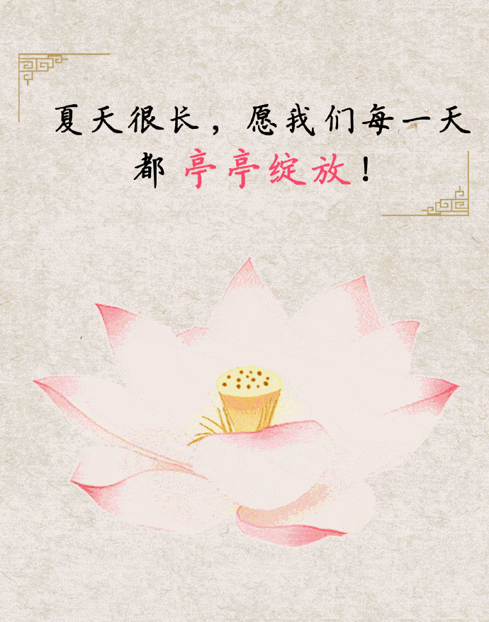 荷花|荷花，并不知道自己就是夏天