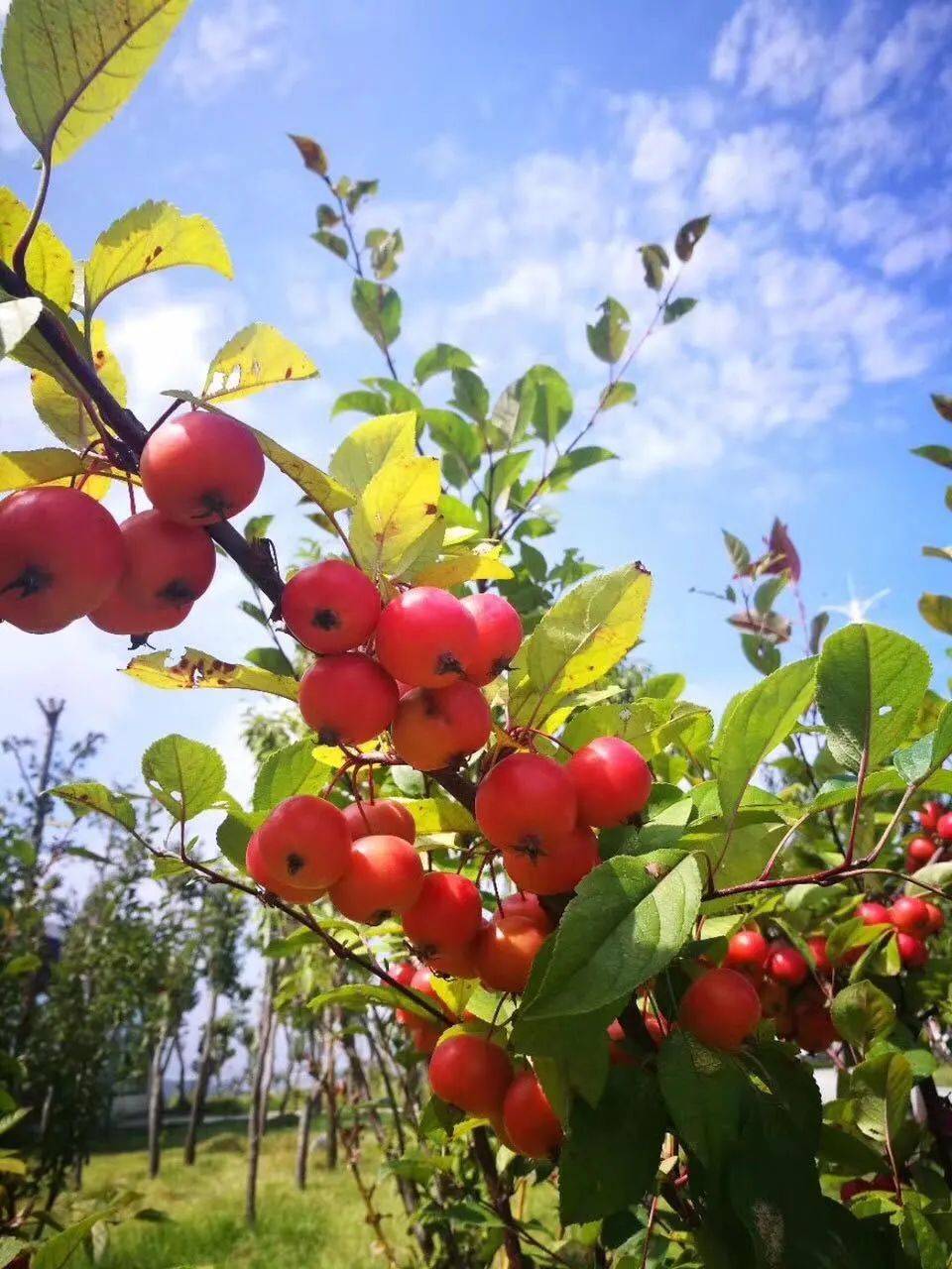 原山|【红色原山】山东原山艰苦创业教育基地｜夏