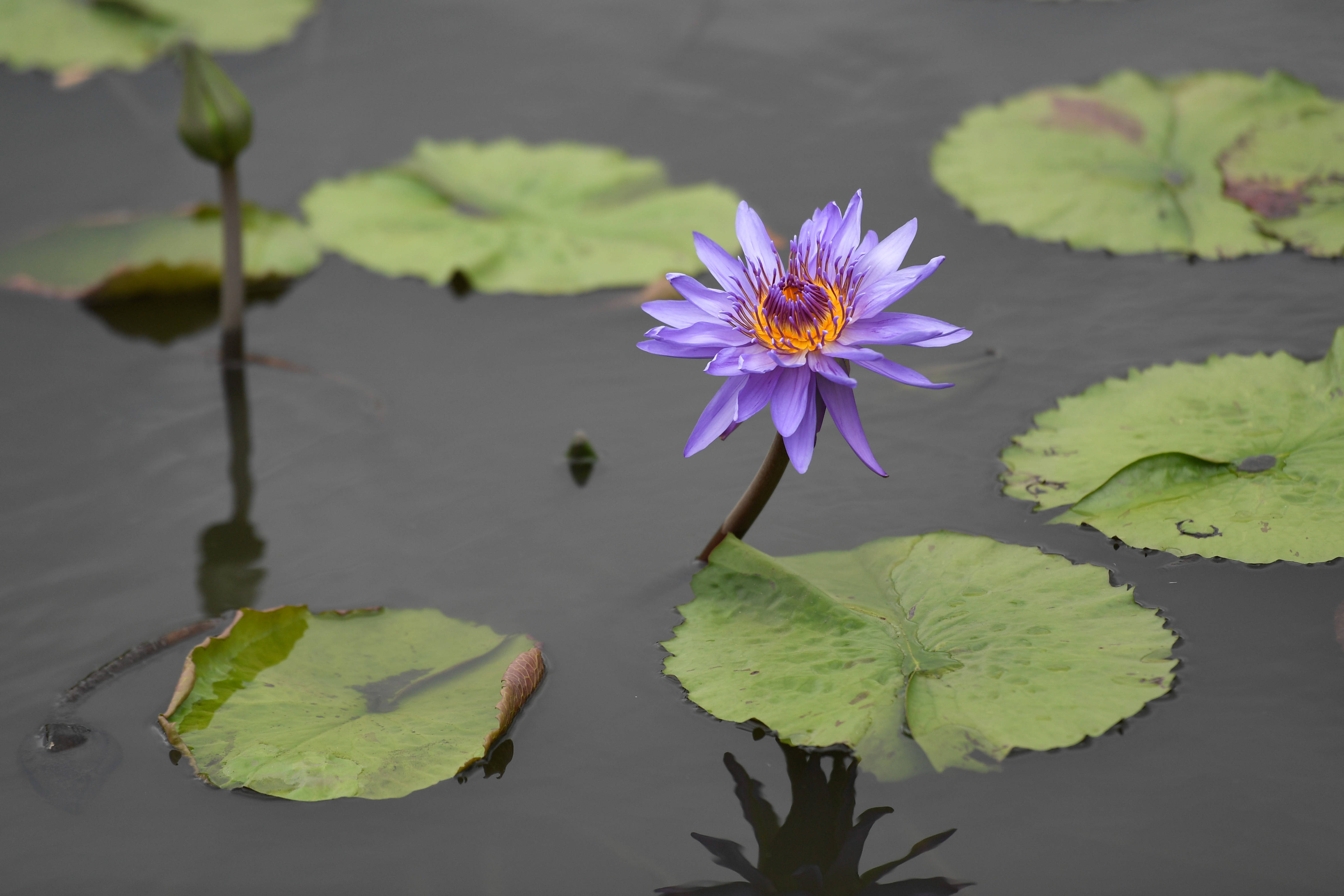 浙江湖州:香水莲花"盘活"水产池塘