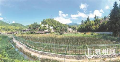 瑞坂村|6000株火龙果苗撑起致富梦