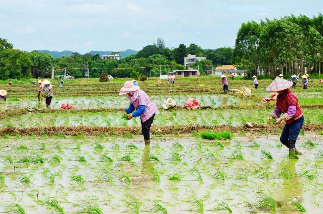 一起去公馆客家村庄感受吧!_抛秧