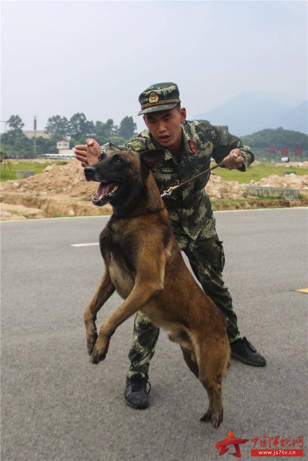 练就"神犬奇兵"!武警福建总队机动支队组织警犬专业技能训练