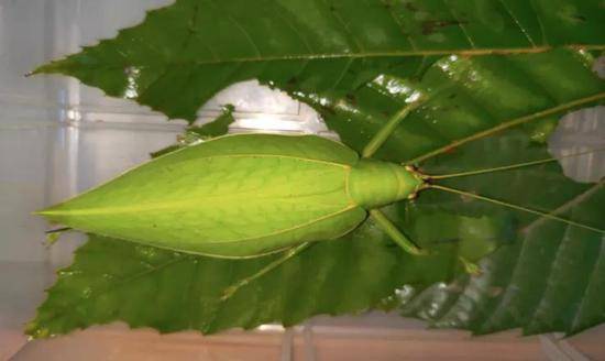 叶螽亚科pseudophyllinae,隶属于昆虫纲insecta直翅目orthoptera螽斯