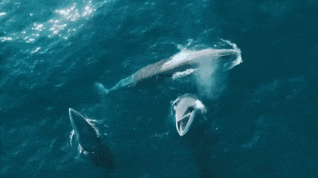 148b0172ea9f415394541bf72e885c72.gif