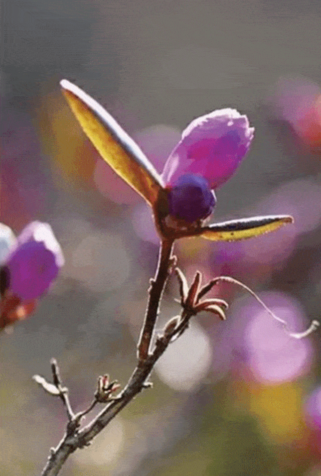 640_948 竖版 竖屏