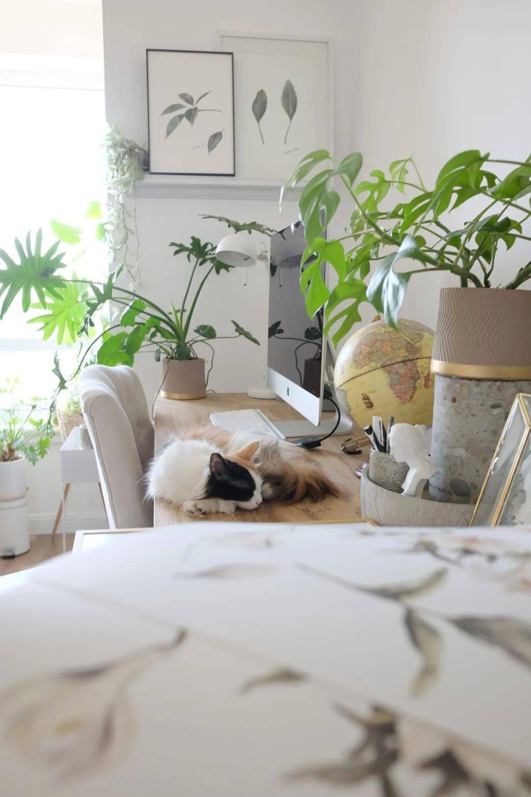 植物|她们的家，美得很让人种草