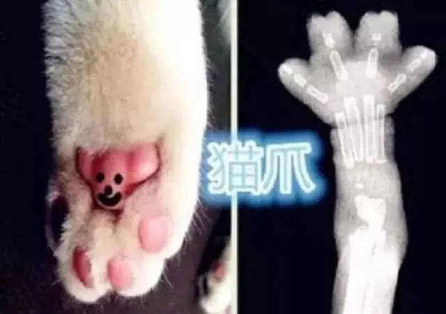 同样是"照x光",忍了猫爪,忍了乌龟,图4照个唐僧是几个意思
