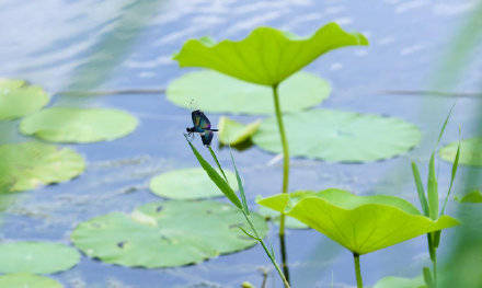 季节|镜头：今日立秋！季节换了名字，依旧风光如故！
