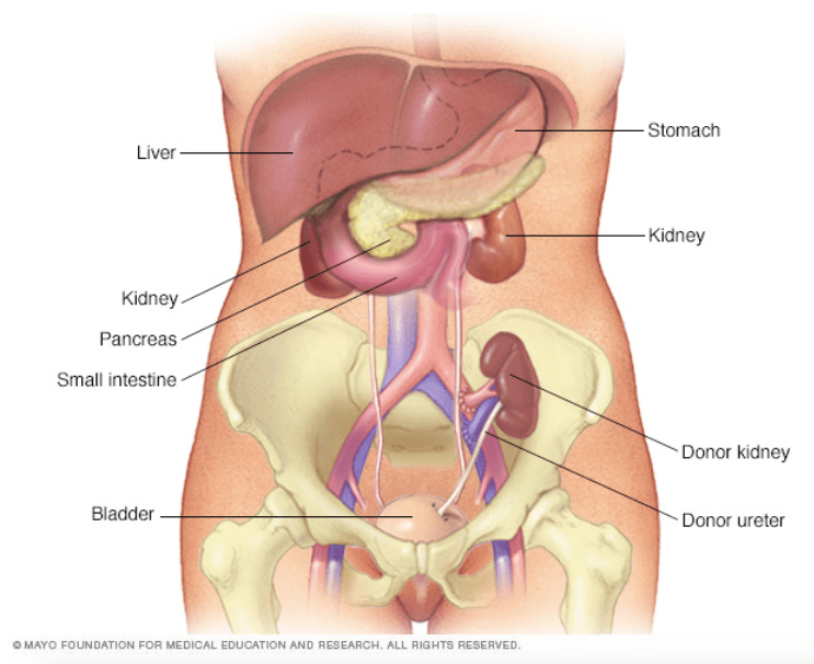 疾病|关于慢性肾脏病，你想知道的都在这里