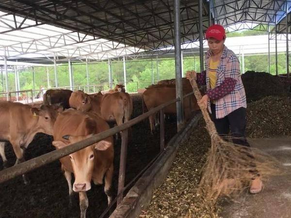 肉牛养殖,金花茶种植,特色产业助力脱贫增收