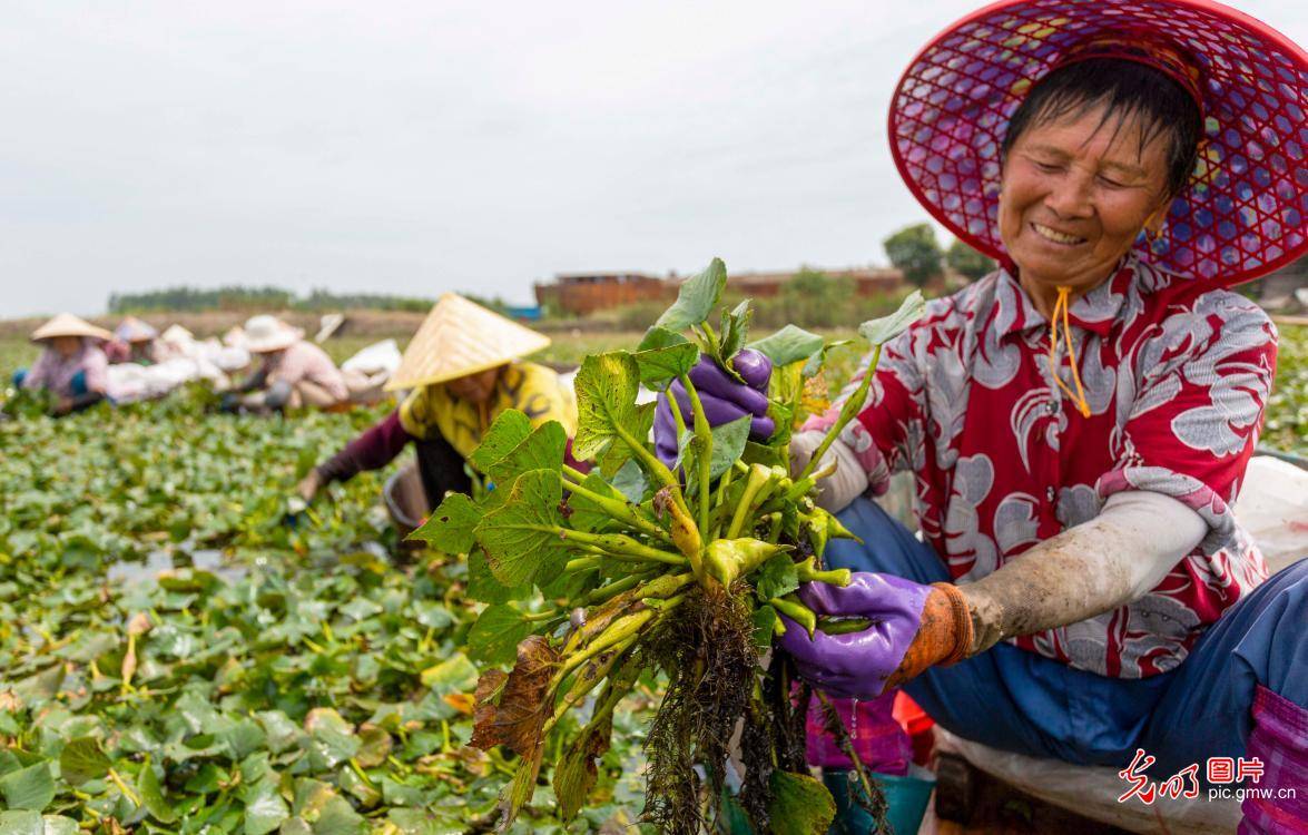 姜堰|江苏泰州：水乡采菱忙