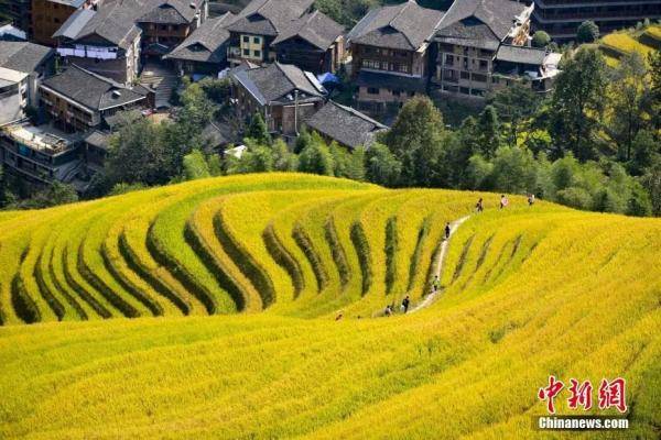 中新社|今日立秋 | 暑去凉来，硕果满枝头