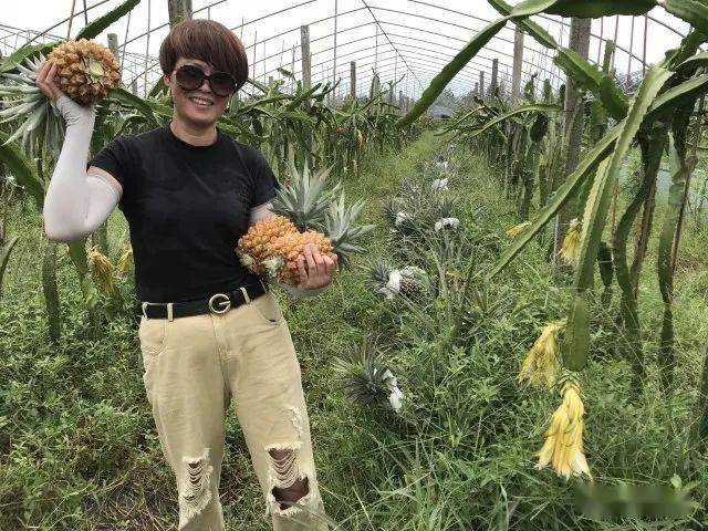 绝了!热带水果凤梨在陶山荆谷试种成功