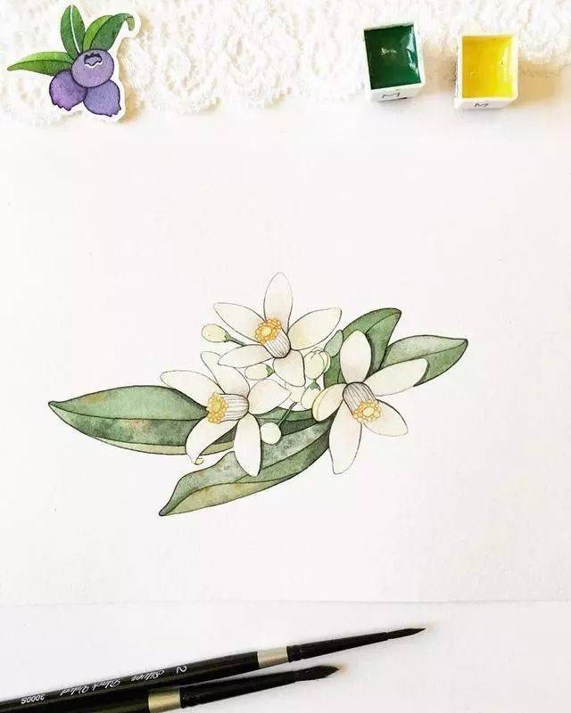小清新通透植物系水彩 小巧精致透亮 这样的手绘真舒服