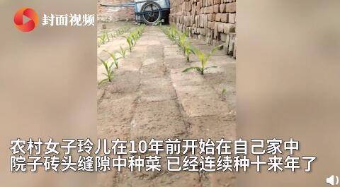 青蕉|神奇！女子在院子里砖头缝中种瓜果蔬菜长势喜人