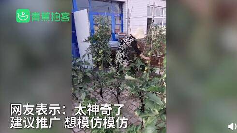 青蕉|神奇！女子在院子里砖头缝中种瓜果蔬菜长势喜人