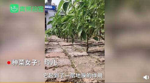 青蕉|神奇！女子在院子里砖头缝中种瓜果蔬菜长势喜人