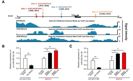 一篇theranostics教你如何设计emt 上皮间质转化 相关的国自然思路