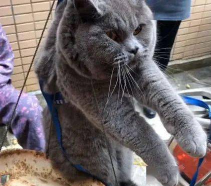 主人打赌给蓝猫称体重,蓝猫却以为要把它卖掉,这个眼神笑死人