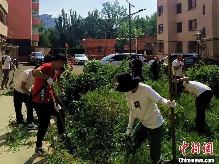 植物|呼和浩特“清蒿”进行时 花粉浓度远低于去年同期