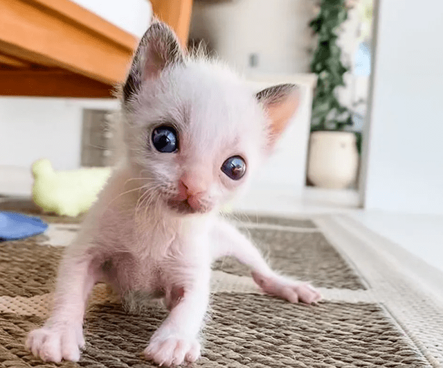 捡回一只小猫幼崽,养了一阵睁开眼睛后,蓝色瞳孔引人注目