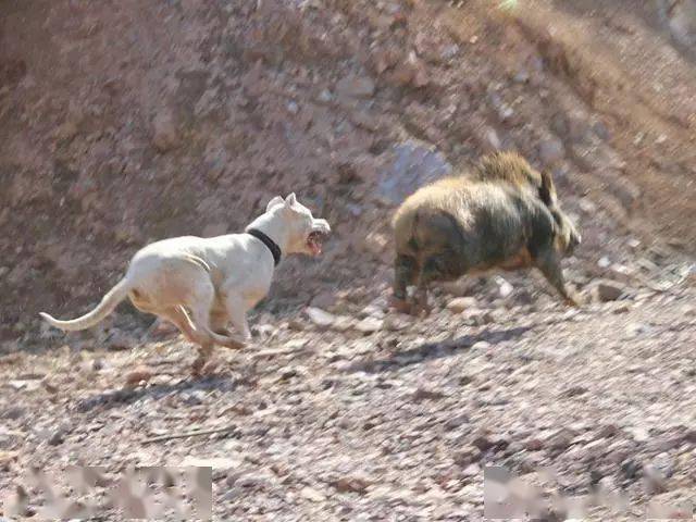 这是能打败美洲狮的狗,号称猎犬之王,分分钟把野猪秒成渣