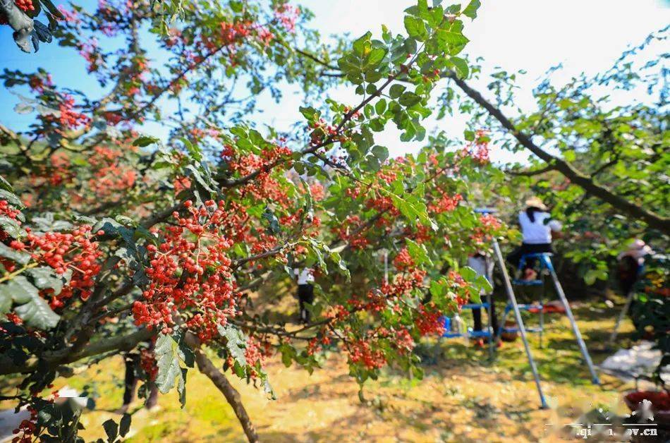 秦安花椒成熟季采摘正当时动图