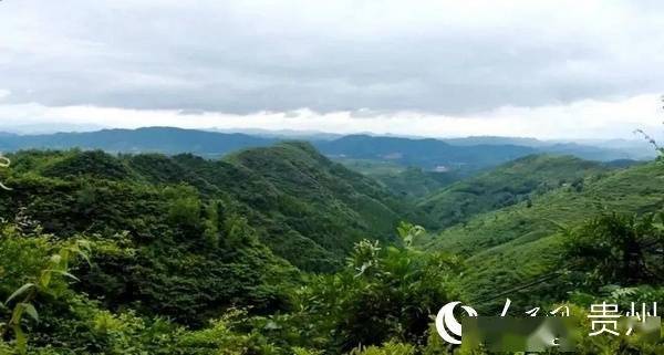 毕节人口分布_毕节百里杜鹃图片