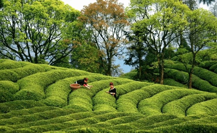 宁德"天山绿茶,这抹茶香飘扬四海