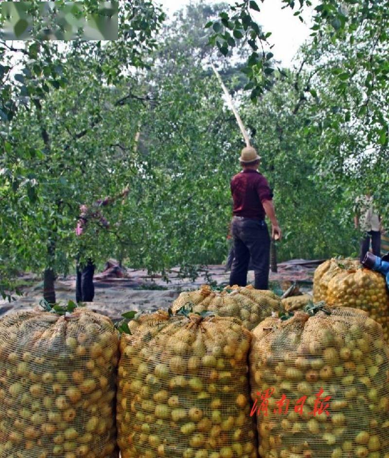 王晓宁|大荔沙苑20万亩水枣受到外地客商的青睐