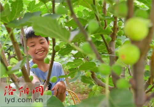 种植|汝阳小店镇黄屯村：种植无花果 “甜蜜”致富路