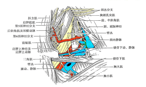 肩井从解剖结构理解主治和治法