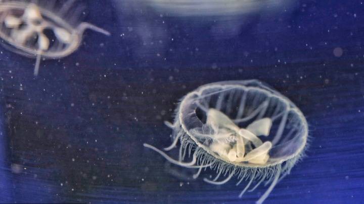 索氏|江西莲花：索氏桃花水母现山塘