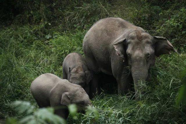 热带雨林|还好吃！【逛吃】西双版纳不仅美