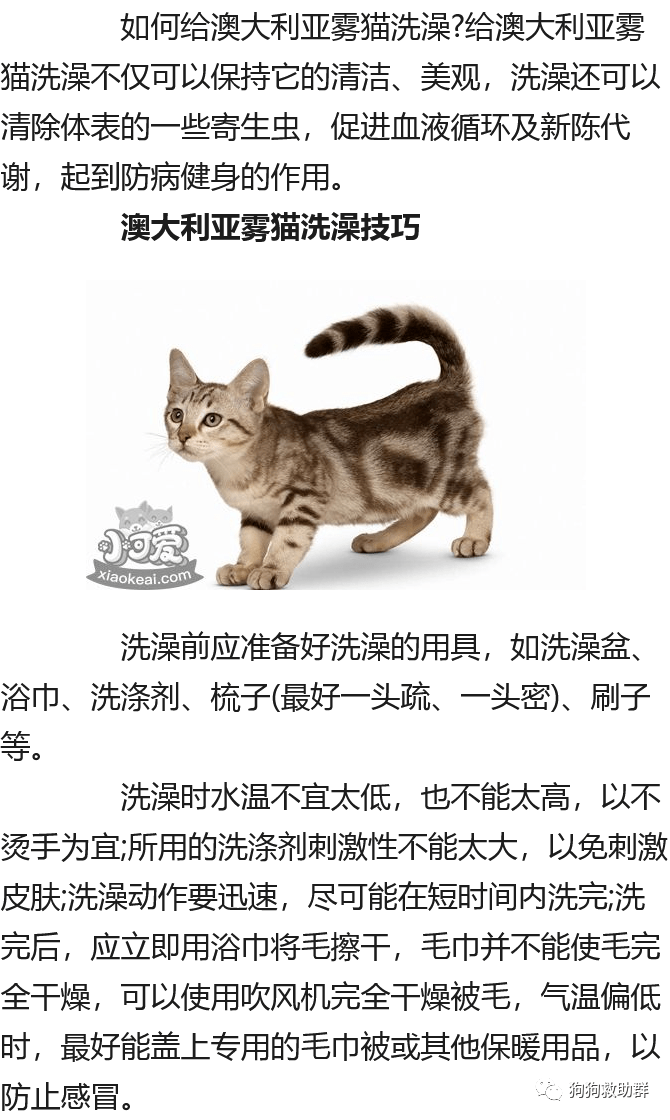 如何给澳大利亚雾猫洗澡 澳大利亚雾猫洗澡技巧