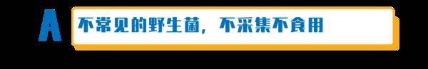 杨维涵|云南人吃菌等级考试