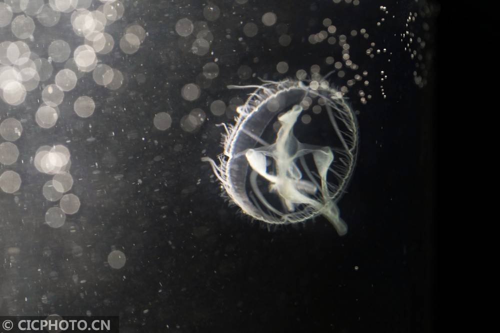 索氏|江西莲花：索氏桃花水母现山塘