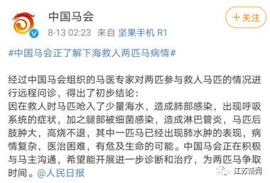 噩耗传来|3男子骑马冲进海里救起12岁男孩！半个月后，噩耗传来…