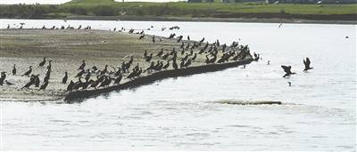 生命|湟鱼洄游路上的 生命之歌