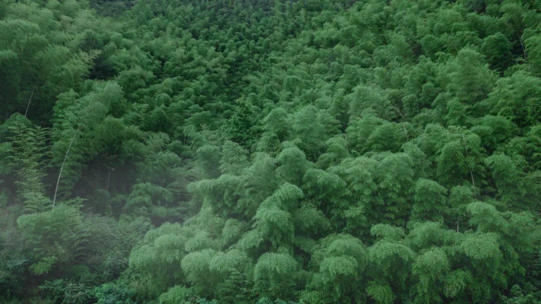 BA作品 | 绿城安吉桃花源未来山-搜狐大视野-搜狐新闻