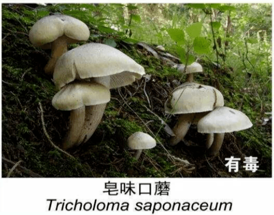 50a735d3c00642afae65eb6e8a8273b7.png