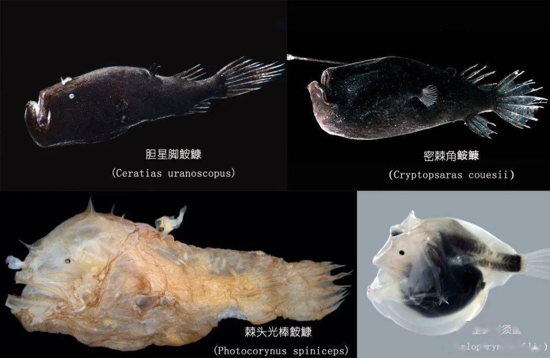而雄性鮟鱇鱼吸附在雌性身上的时候,也类似于器官移植(雄性器官移植)