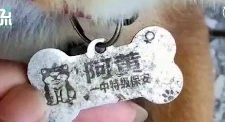 阿黄|痛心，老校长养5年流浪狗被保安杀害！校方：辞退