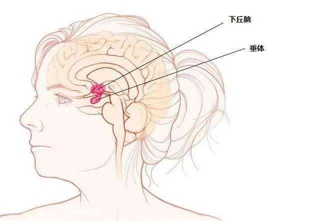 罕见垂体瘤压迫视神经