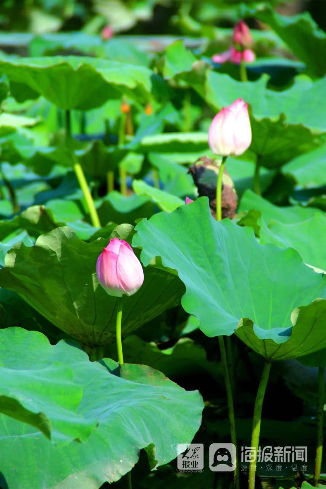 小荷才露尖尖角猜一成语_小荷才露尖尖角图片(2)