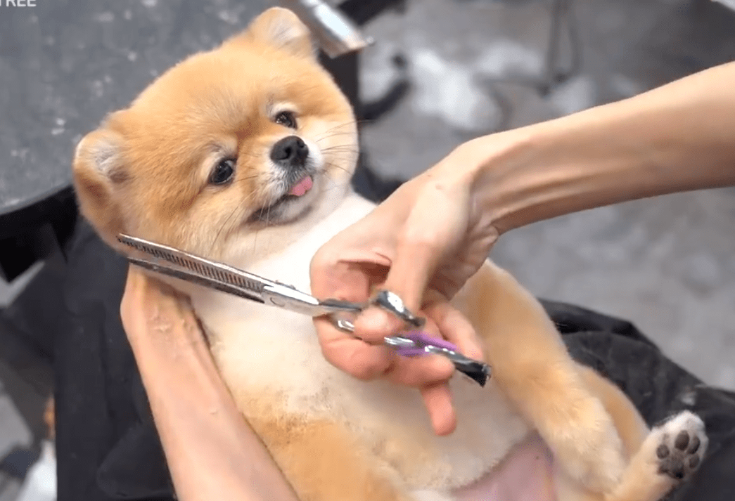 此前,韩国一家宠物店给一只超乖的博美剪毛,这只博美全程也乖乖配合